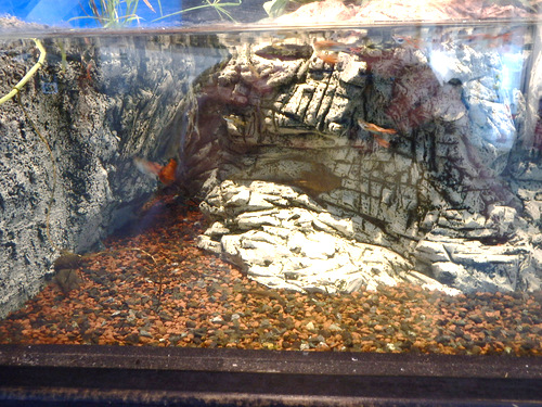 Fish Tank in the Hemisf&egrave;ric.